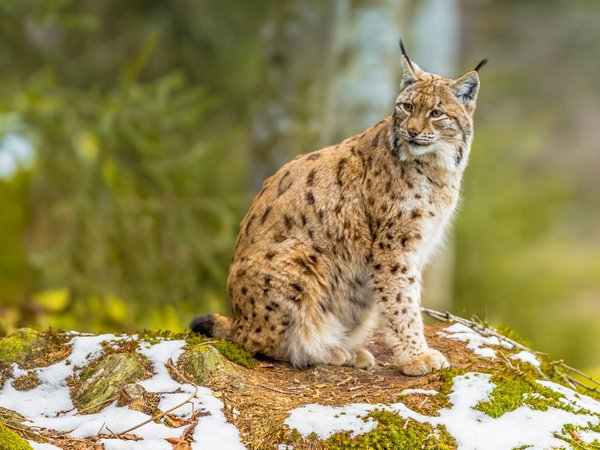 Peut-on trouver une croisière qui propose des excursions pour observer les lynx en Europe?